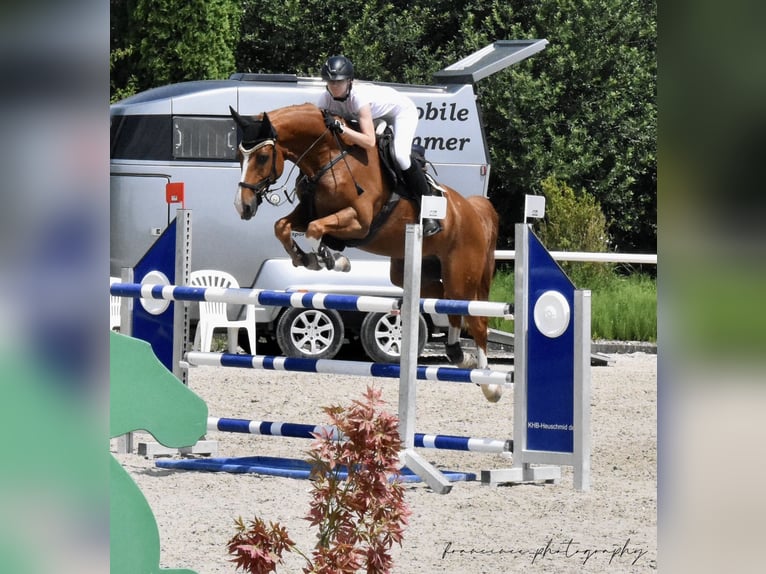 Oldenburger Springpferd Wallach 9 Jahre 166 cm Fuchs in Neu-Ulm