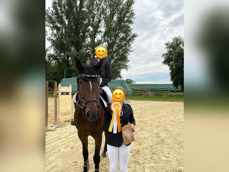 Oldenburger Springpferd Wallach 9 Jahre 167 cm Brauner in Heddesheim Oldenburger Springpferd Wallach 9 Jahre 167 cm Brauner in Heddesheim