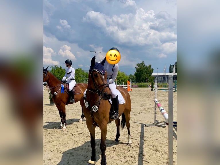 Oldenburger Springpferd Wallach 9 Jahre 167 cm Brauner in Heddesheim Oldenburger Springpferd Wallach 9 Jahre 167 cm Brauner in Heddesheim