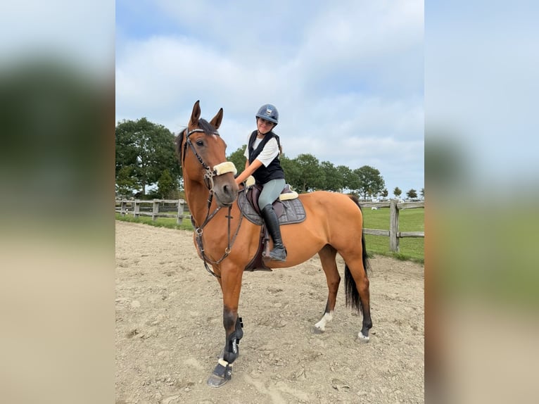 Oldenburger Springpferd Wallach 9 Jahre 167 cm Hellbrauner in PlothenSchleiz