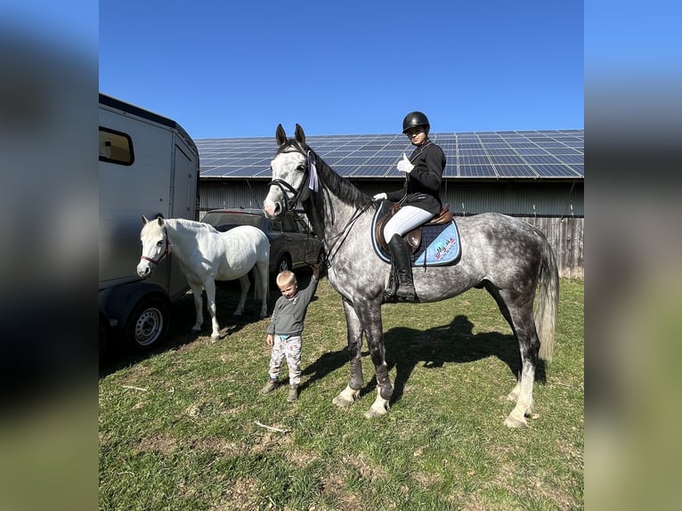 Oldenburger Springpferd Wallach 9 Jahre 167 cm Schimmel in Elmenhorst