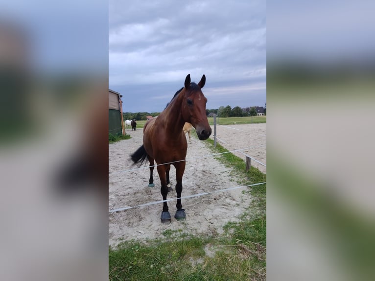 Oldenburger Springpferd Wallach 9 Jahre 169 cm Brauner in Emden