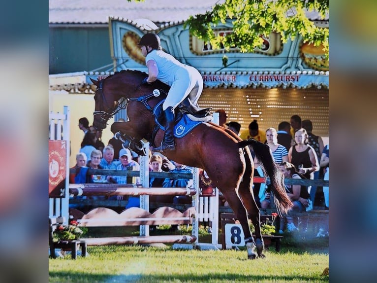 Oldenburger Springpferd Wallach 9 Jahre 169 cm Brauner in Emden
