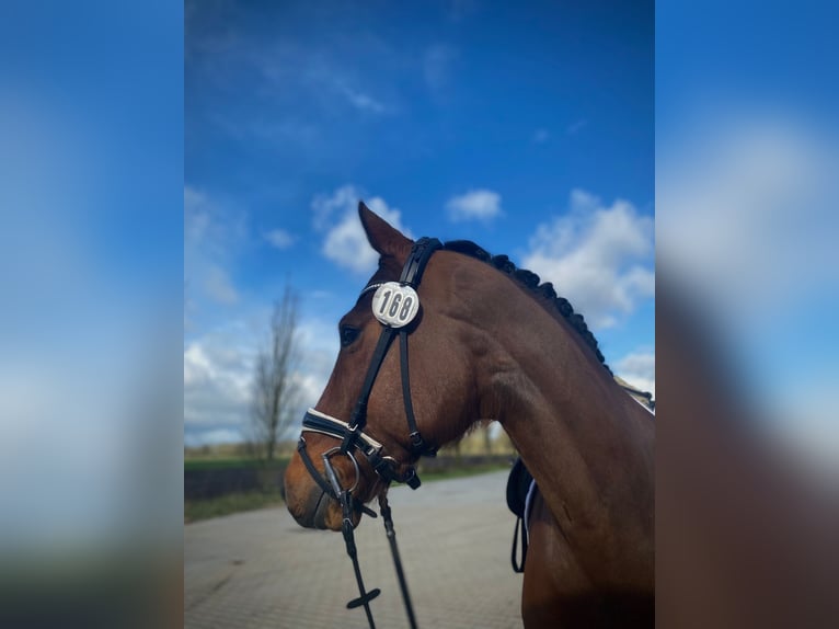 Oldenburger Springpferd Wallach 9 Jahre 169 cm Brauner in Emden