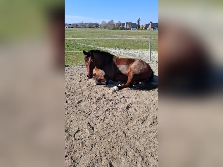 Oldenburger Springpferd Wallach 9 Jahre 169 cm Brauner in Emden
