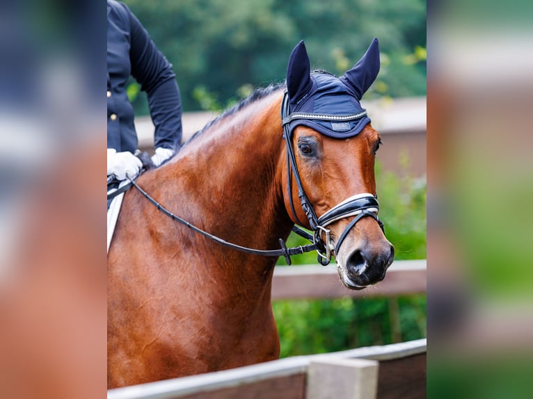 Oldenburger Springpferd Wallach 9 Jahre 169 cm Brauner in Emden