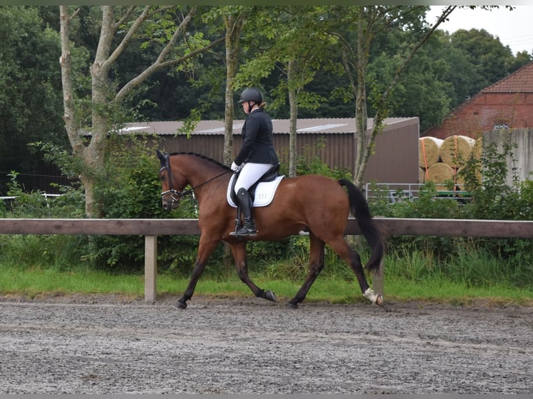 Oldenburger Springpferd Wallach 9 Jahre 169 cm Brauner in Emden