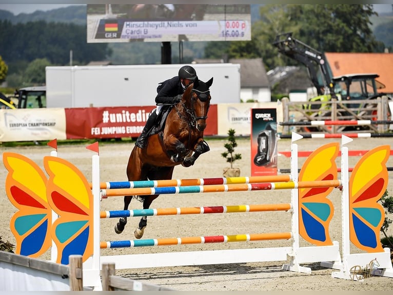 Oldenburger Springpferd Wallach 9 Jahre 170 cm Brauner in Bünde