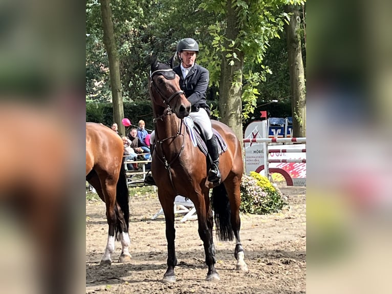 Oldenburger Springpferd Wallach 9 Jahre 170 cm Brauner in Bünde