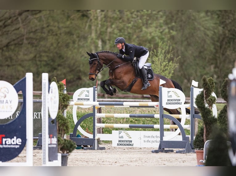 Oldenburger Springpferd Wallach 9 Jahre 170 cm Brauner in Bünde
