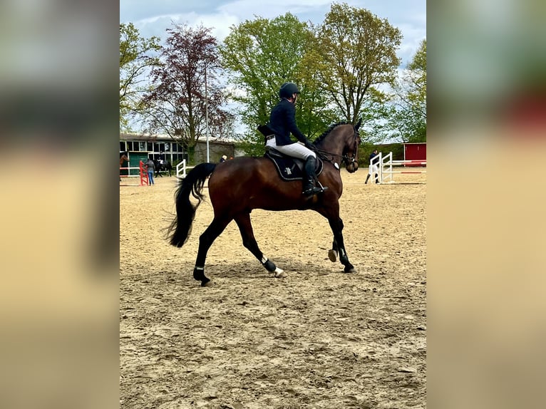 Oldenburger Springpferd Wallach 9 Jahre 170 cm Brauner in Bünde