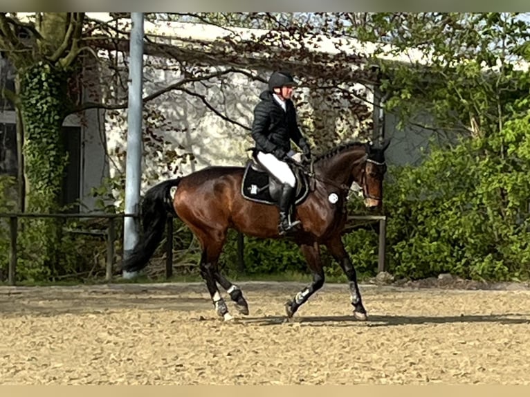 Oldenburger Springpferd Wallach 9 Jahre 170 cm Brauner in Bünde