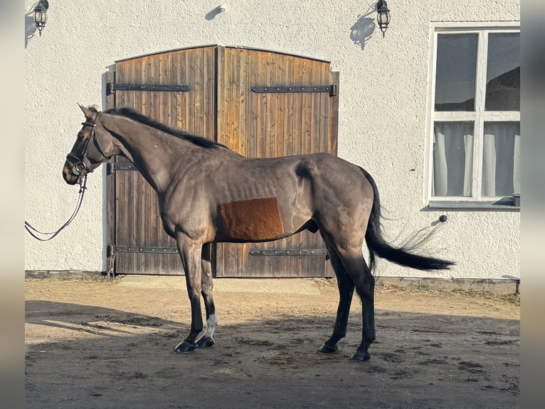 Oldenburger Springpferd Wallach 9 Jahre 170 cm Brauner in Schwaan