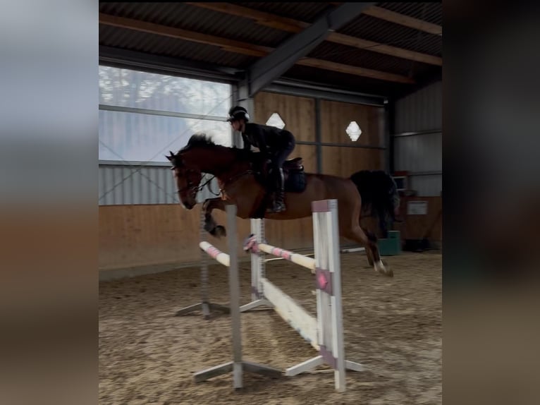 Oldenburger Springpferd Wallach 9 Jahre 170 cm Brauner in Bocholt