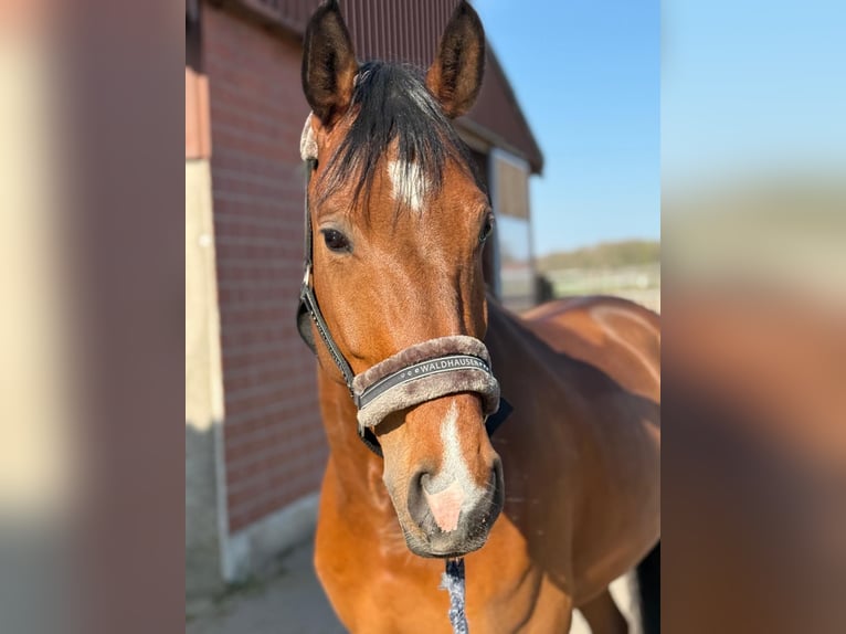 Oldenburger Springpferd Wallach 9 Jahre 170 cm Brauner in Bocholt