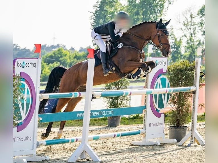 Oldenburger Springpferd Wallach 9 Jahre 170 cm Brauner in Bocholt