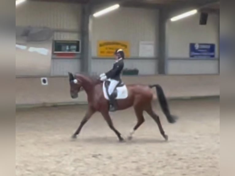 Oldenburger Springpferd Wallach 9 Jahre 170 cm Brauner in Bocholt