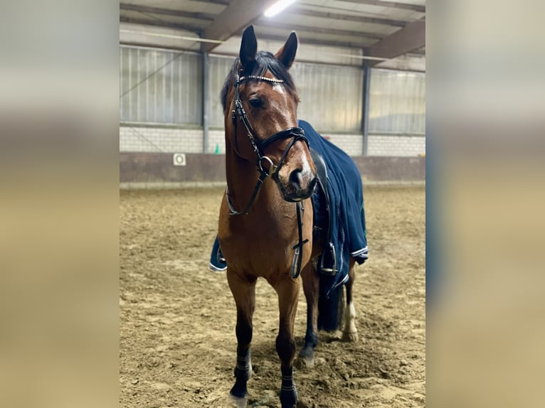 Oldenburger Springpferd Wallach 9 Jahre 170 cm Brauner in Bocholt
