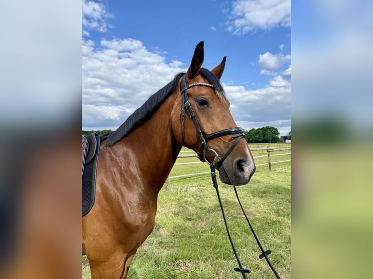 Oldenburger Springpferd Wallach 9 Jahre 170 cm Brauner in Bocholt