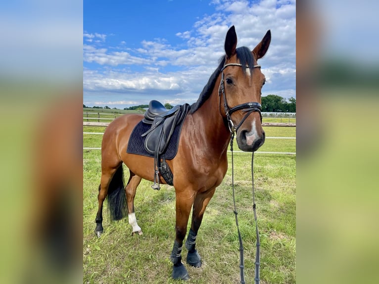 Oldenburger Springpferd Wallach 9 Jahre 170 cm Brauner in Bocholt