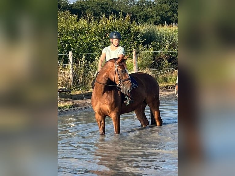 Oldenburger Springpferd Wallach 9 Jahre 170 cm Dunkelfuchs in Gro&#xDF;enkneten