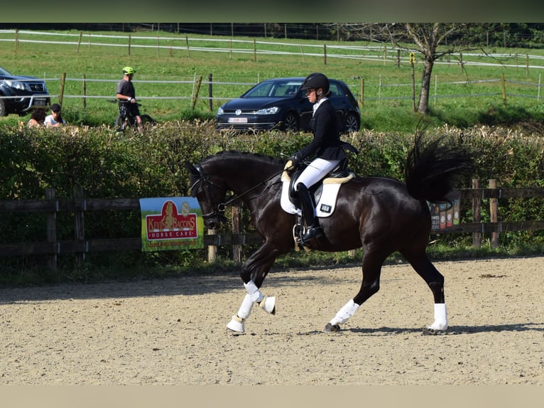 Oldenburger Springpferd Wallach 9 Jahre 170 cm Rappe in Paliseul