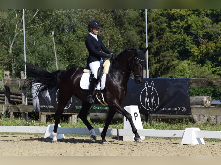 Oldenburger Springpferd Wallach 9 Jahre 170 cm Rappe in Paliseul
