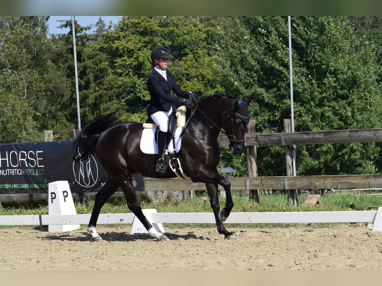 Oldenburger Springpferd Wallach 9 Jahre 170 cm Rappe in Paliseul