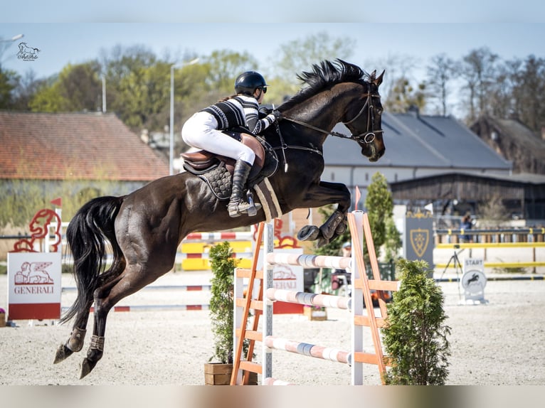 Oldenburger Springpferd Wallach 9 Jahre 170 cm Rappe in Murowana Goślina