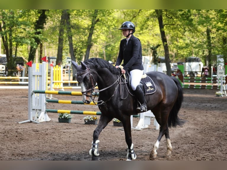 Oldenburger Springpferd Wallach 9 Jahre 170 cm Schwarzbrauner in Flörsheim