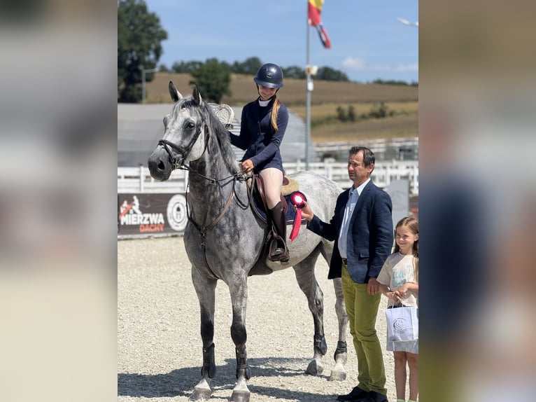 Oldenburger Springpferd Wallach 9 Jahre 171 cm Schimmel in Kaczenice
