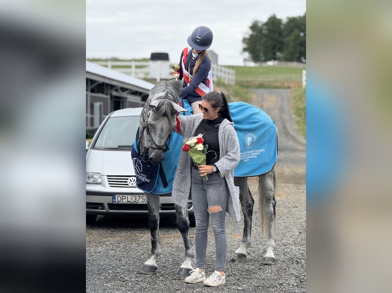 Oldenburger Springpferd Wallach 9 Jahre 171 cm Schimmel in Kaczenice