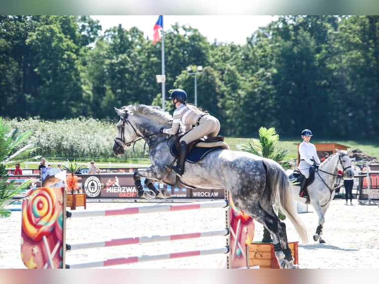 Oldenburger Springpferd Wallach 9 Jahre 171 cm Schimmel in Kaczenice