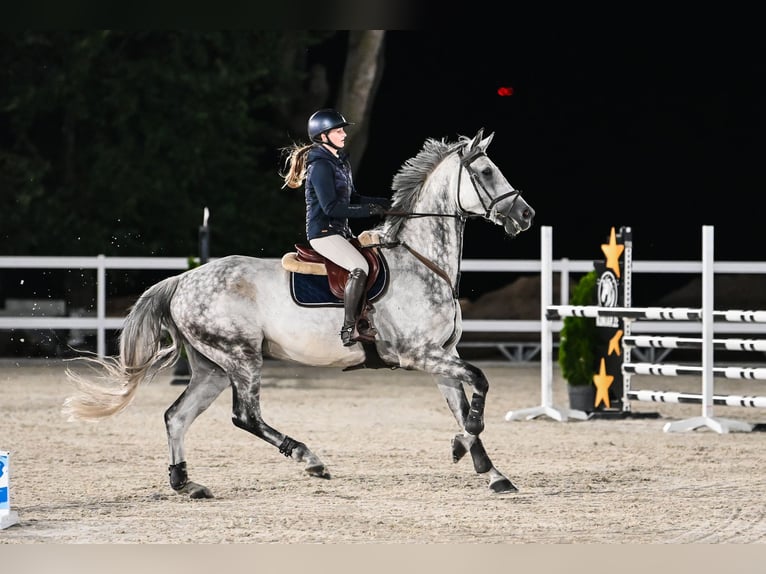 Oldenburger Springpferd Wallach 9 Jahre 171 cm Schimmel in Kaczenice