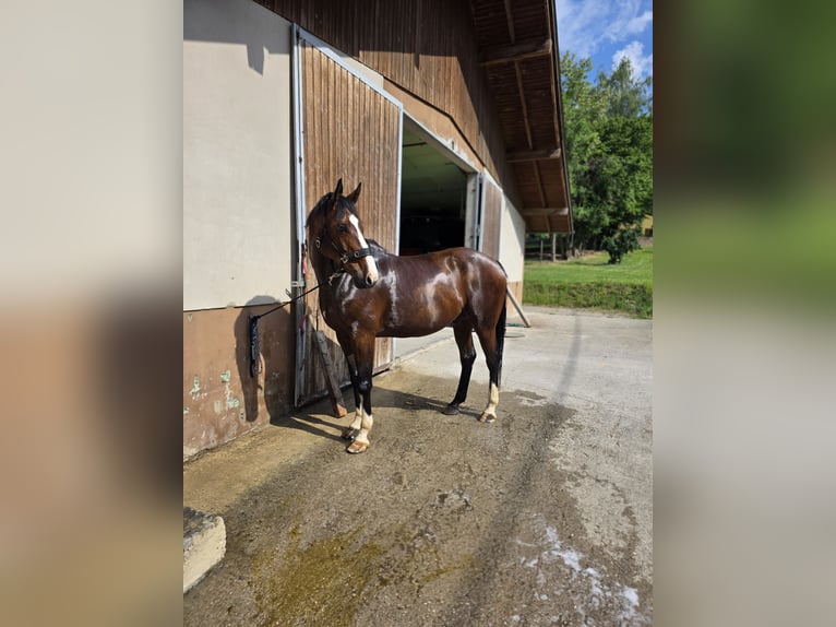 Oldenburger Springpferd Wallach 9 Jahre 172 cm  in Neuhofen an der Krems