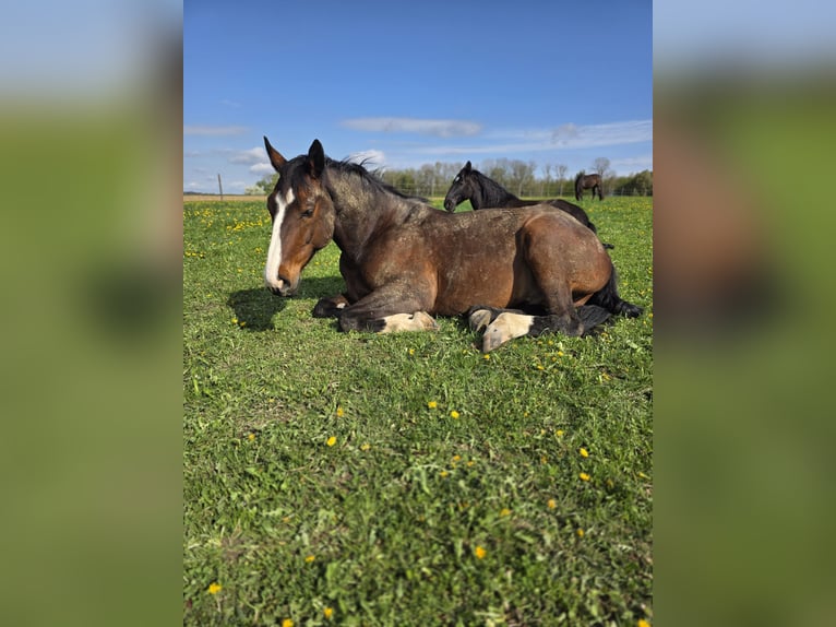 Oldenburger Springpferd Wallach 9 Jahre 172 cm  in Neuhofen an der Krems