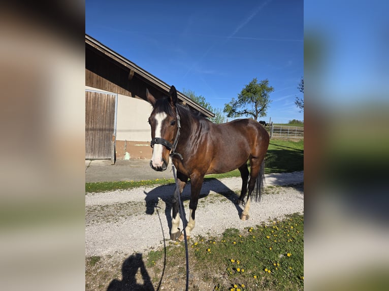 Oldenburger Springpferd Wallach 9 Jahre 172 cm  in Neuhofen an der Krems