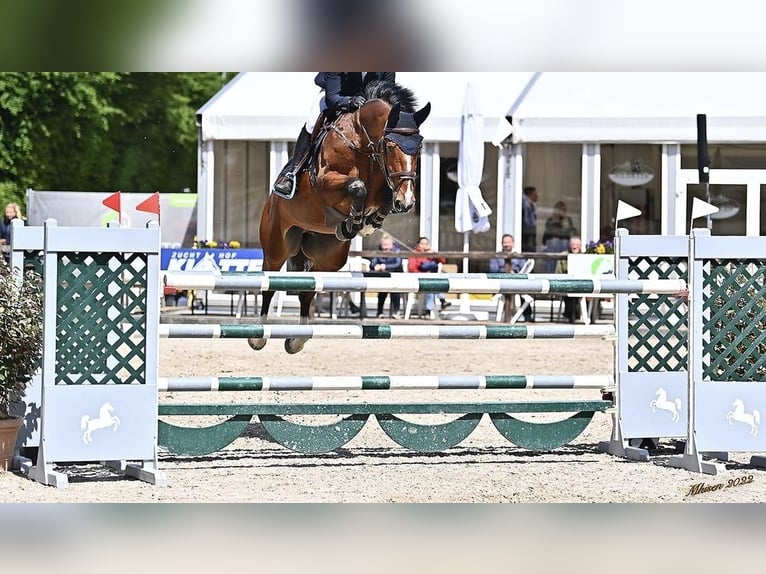 Oldenburger Springpferd Wallach 9 Jahre 173 cm Brauner in L&#xF6;ningen