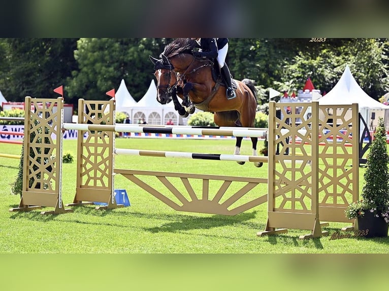 Oldenburger Springpferd Wallach 9 Jahre 173 cm Brauner in L&#xF6;ningen