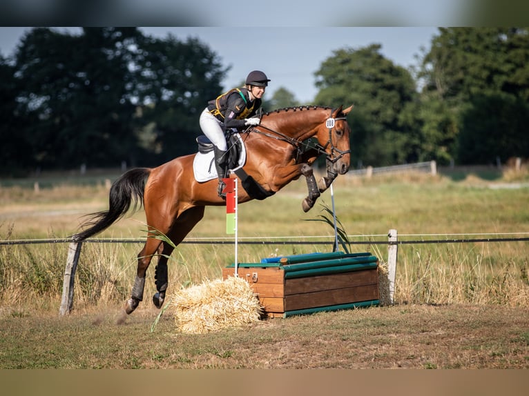 Oldenburger Springpferd Wallach 9 Jahre 173 cm Brauner in Tarmstedt