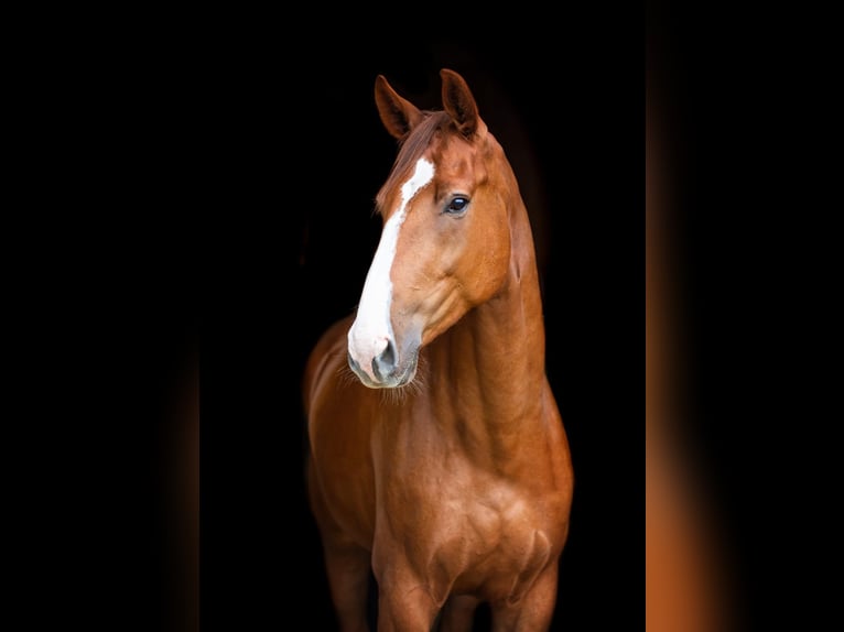 Oldenburger Springpferd Wallach 9 Jahre 173 cm Dunkelfuchs in Ankum