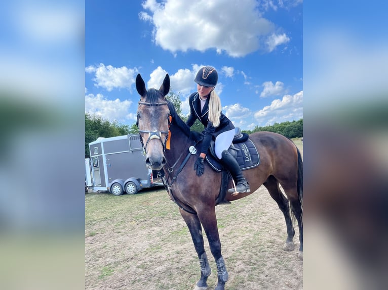 Oldenburger Springpferd Wallach 9 Jahre 173 cm Schimmel in Appen