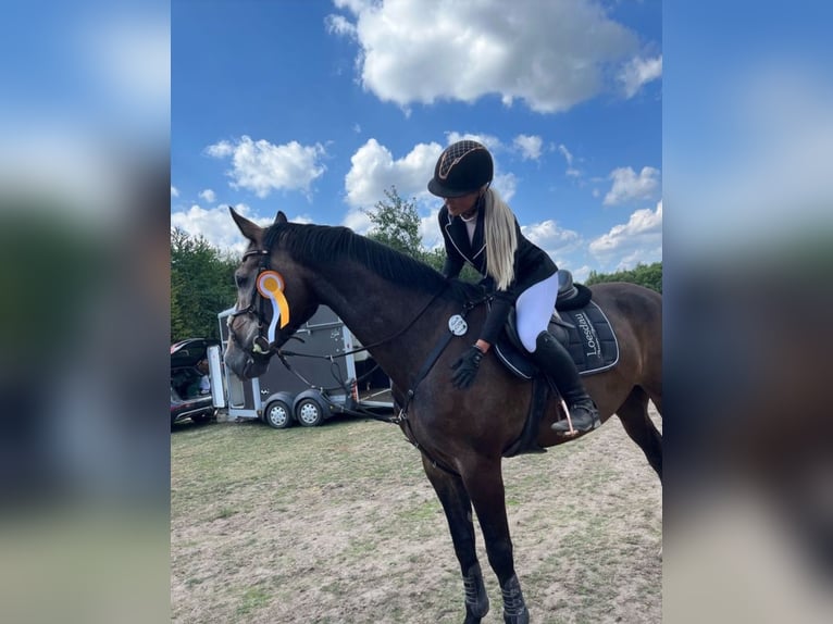 Oldenburger Springpferd Wallach 9 Jahre 173 cm Schimmel in Appen