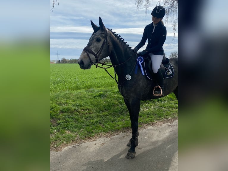 Oldenburger Springpferd Wallach 9 Jahre 173 cm Schimmel in Appen
