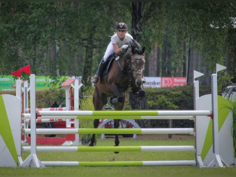 Oldenburger Springpferd Wallach 9 Jahre 173 cm Schimmel in Appen