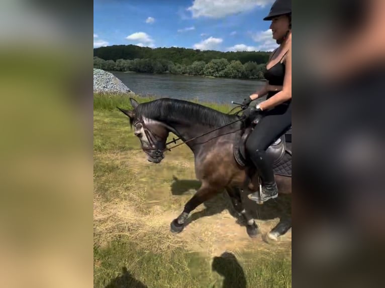 Oldenburger Springpferd Wallach 9 Jahre 173 cm Schimmel in Appen