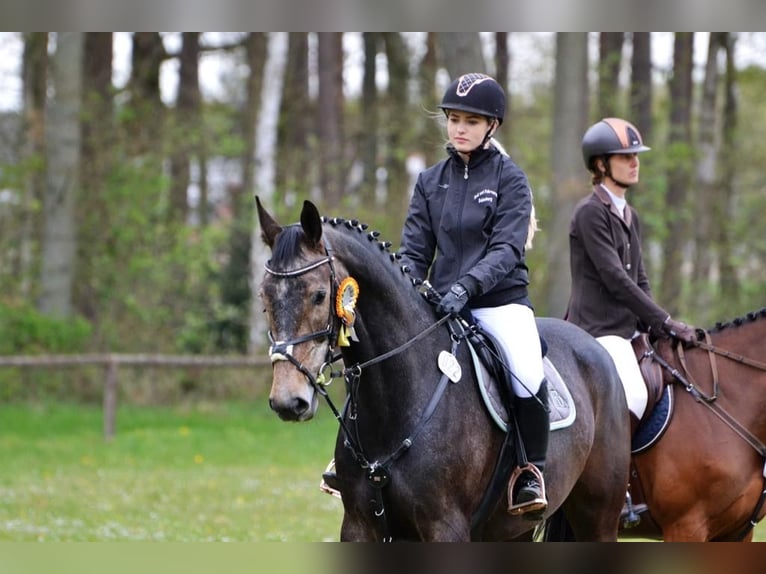 Oldenburger Springpferd Wallach 9 Jahre 173 cm Schimmel in Bleckede