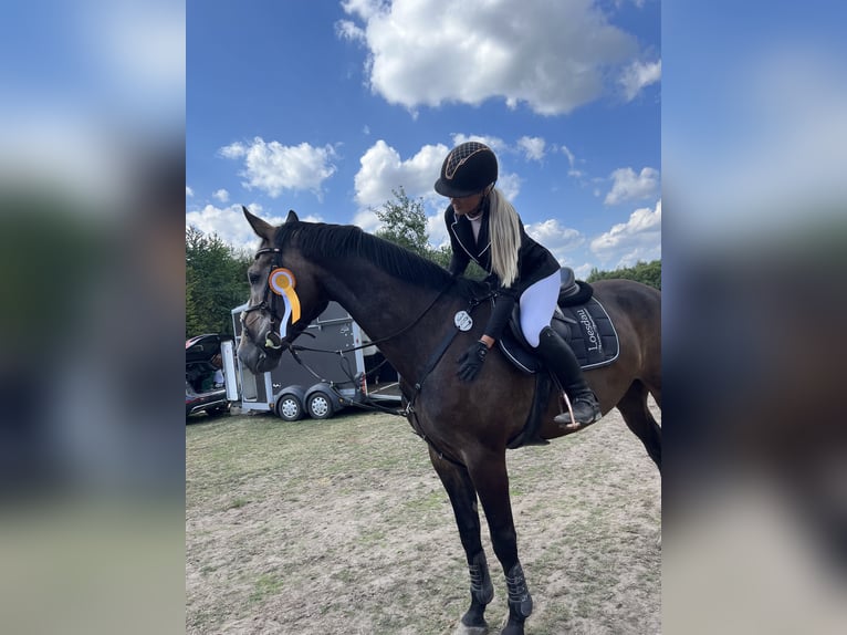 Oldenburger Springpferd Wallach 9 Jahre 173 cm Schimmel in Bleckede