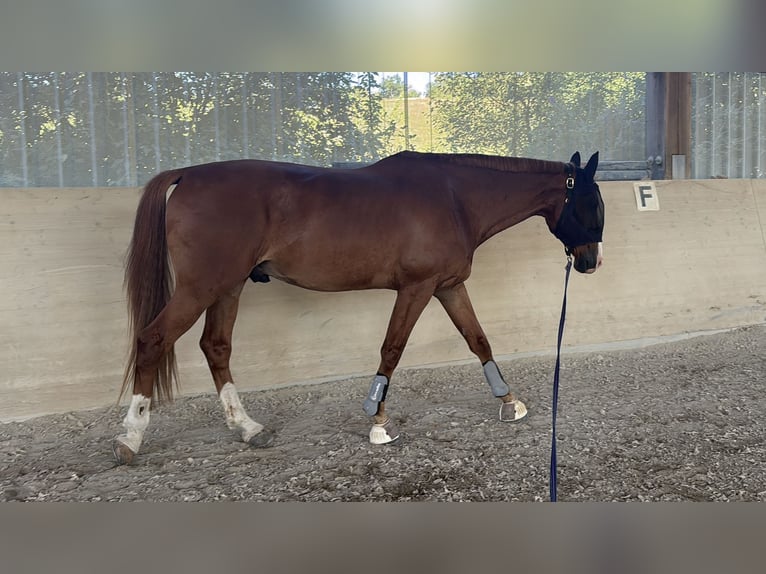 Oldenburger Springpferd Wallach 9 Jahre 174 cm Fuchs in Rheinfelden