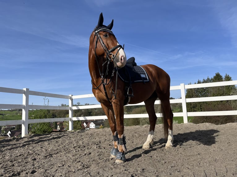 Oldenburger Springpferd Wallach 9 Jahre 174 cm Fuchs in Rheinfelden